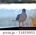ユリカモメ 31659955