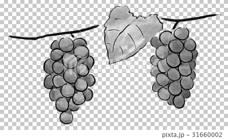 ブドウ 水墨画のくだもの のイラスト素材