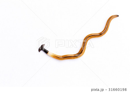 Planaria moving on the white background. 31660198