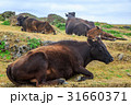沖縄　与那国島　東崎　東牧場の牛 31660371
