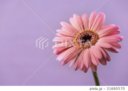 ガーベラ、花。 ガーベラ、花。 31660570