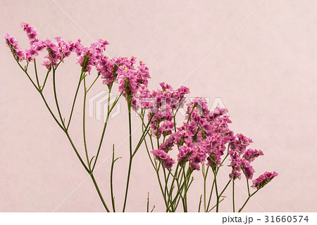 スターチス 花 の写真素材