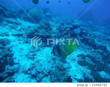 ダイビング　魚 31660782