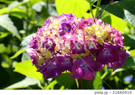 三室戸寺の紫陽花  31660919