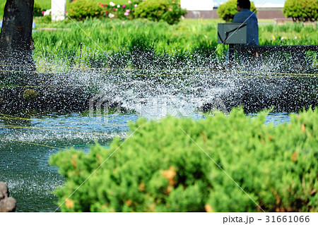 浅舞公園 噴水の飛沫の清涼さ 浅舞公園 噴水の飛沫の清涼さ 31661066