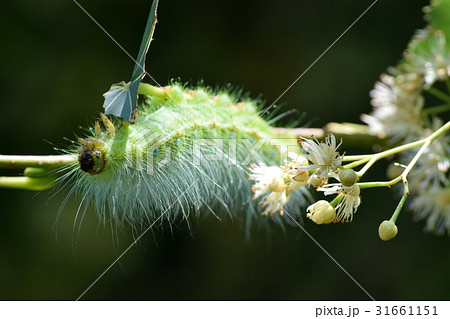 セイヨウボダイジュの花と葉を食べるクスサンの幼虫の写真素材