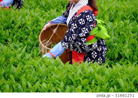 茶摘み風景 茶摘み風景 31661251