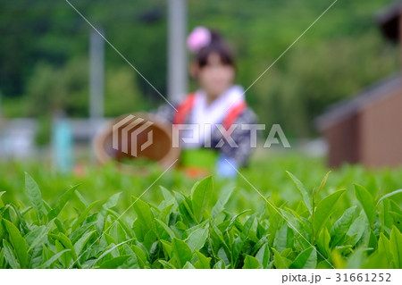茶摘み風景 31661252
