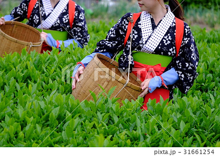 茶摘み風景 31661254