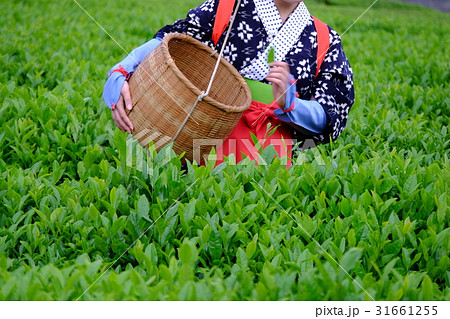 茶摘み風景 茶摘み風景 31661255