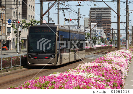 堺トラム1001形電車と花風景 31661518