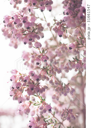 エリカ エリカ 31661547