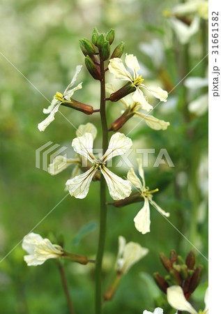 Eruca sativa in blossom 31661582