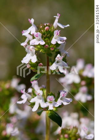 Healing Thymus vulgaris 31661584