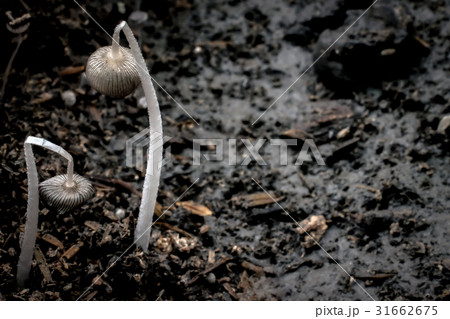 mushrooms forest close up on background 31662675