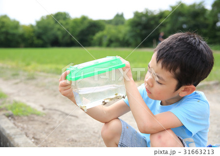 水辺の生き物と子供 31663213