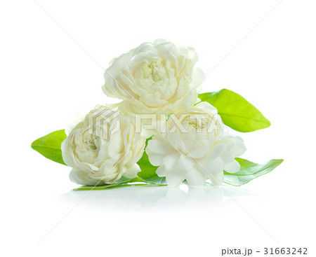 arabian jasmine, flower and leaves, jasmine tea 31663242