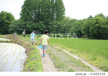 田んぼ道を歩く子供の写真素材