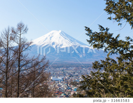 Fuji mountain in the middle with tree 31663583