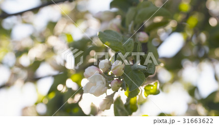 closeup of white and pink flowers on apple tree in closeup of white and pink flowers on apple tree in 31663622