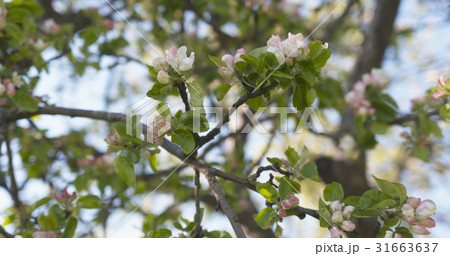 closeup of white and pink flowers on apple tree in closeup of white and pink flowers on apple tree in 31663637