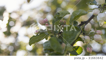 closeup of white and pink flowers on apple tree in 31663642