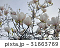 Spring Magnolia Flowers and Blue Sky 31663769