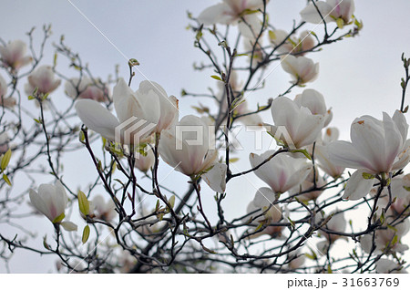 Spring Magnolia Flowers and Blue Sky 31663769