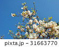 Spring Magnolia Flowers and Blue Sky 31663770