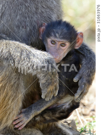Baboon in National park of Kenya 31663976