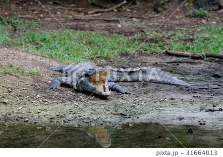 Crocodile in National park of Kenya, Africa 31664013