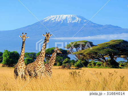 Three giraffe in National park of Kenya 31664014