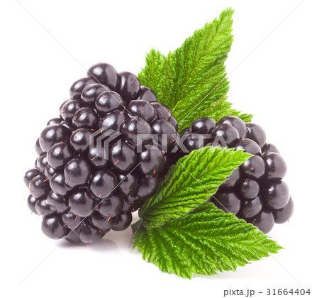 blackberry with leaf isolated on a white blackberry with leaf isolated on a white 31664404