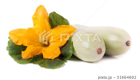 two zucchini with flower and leaf isolated on two zucchini with flower and leaf isolated on 31664602