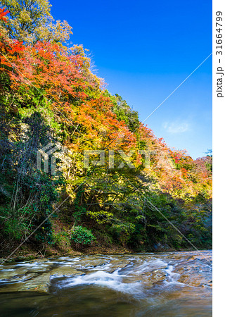 養老渓谷 紅葉 秋 31664799
