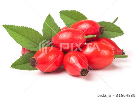 rose hip berry with leaves isolated on white 31664839