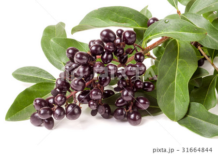 branch of Wild privet or Ligustrum vulgare 31664844