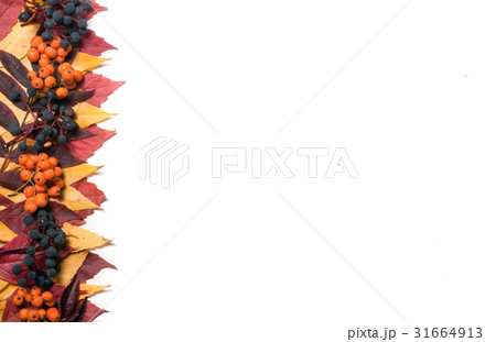 Frame of autumn leaves with rowan berries and wild 31664913
