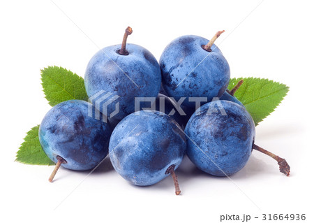 heap of fresh blackthorn berries with leaves heap of fresh blackthorn berries with leaves 31664936