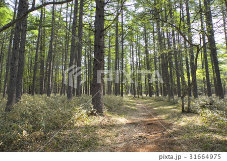 新緑のカラマツ林 31664975