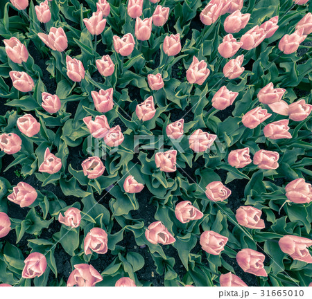 tulips flowers pattern tulips flowers pattern 31665010