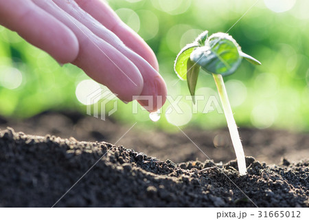 green plant growth green plant growth 31665012