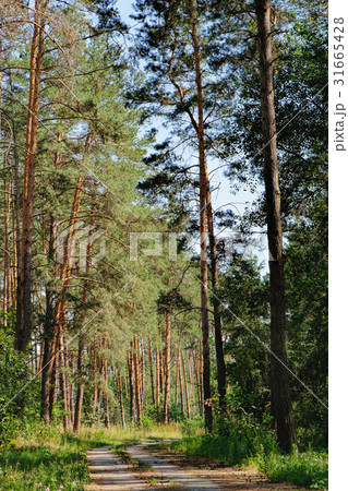 Rural road and a pine forest Rural road and a pine forest 31665428