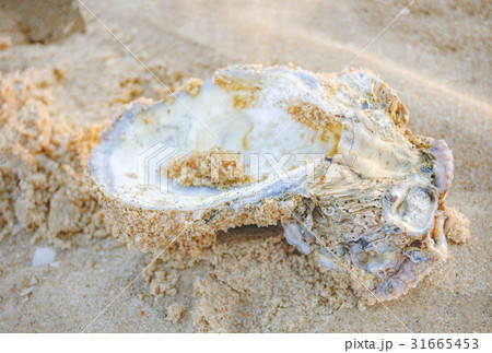 Oyster shell on the wet sand on a tropical beach Oyster shell on the wet sand on a tropical beach 31665453