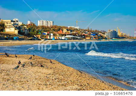 Group of seagulls ower sea Group of seagulls ower sea 31665470