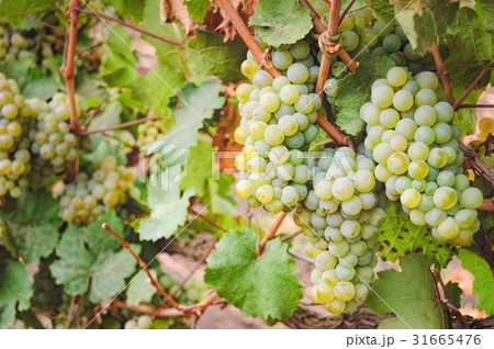 Vineyard row and bunches of ripe white wine grapes 31665476