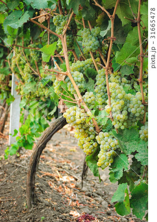 Vineyard row and bunches of ripe white wine grapes 31665478