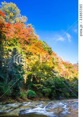 養老渓谷 紅葉 秋 31665585