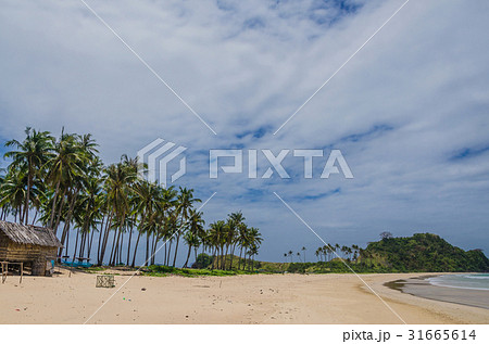 Palm Trees on Nacpan Beach on Sunny Day. El Nido 31665614