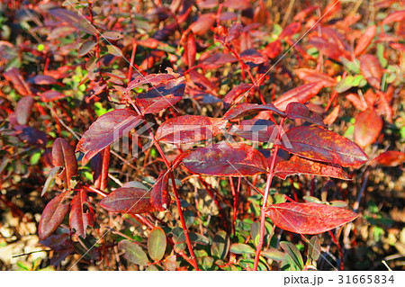 ヒペリカム カリシナムの葉の秋の紅葉の様子の写真素材